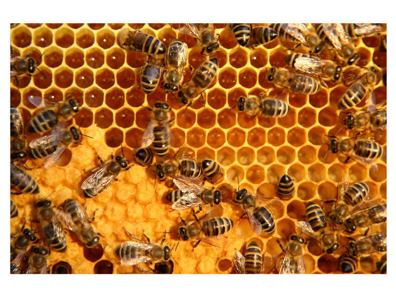 How Bees Make Honey: The Fascinating Process from Hive to Jar
