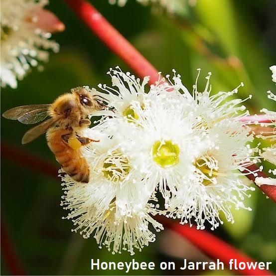 ACTIVE JARRAH HONEY TA35+