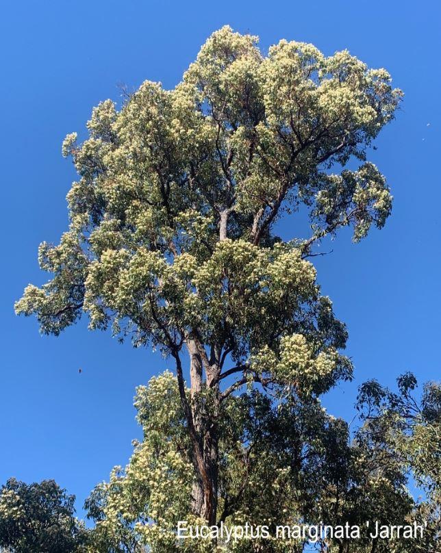 SUPER ACTIVE JARRAH HONEY TA50+