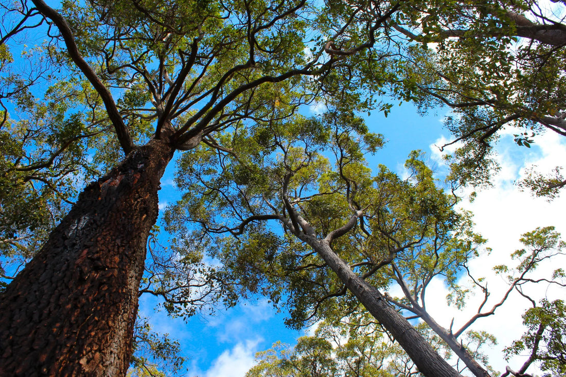 Unlocking the Golden Secrets of Jarrah Honey: Nature's Wellness Elixir