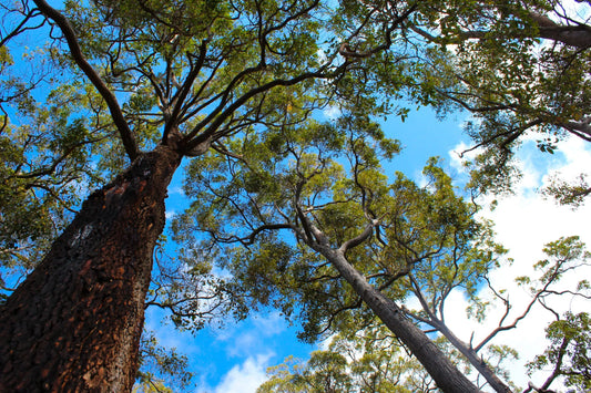 Unlocking the Golden Secrets of Jarrah Honey: Nature's Wellness Elixir