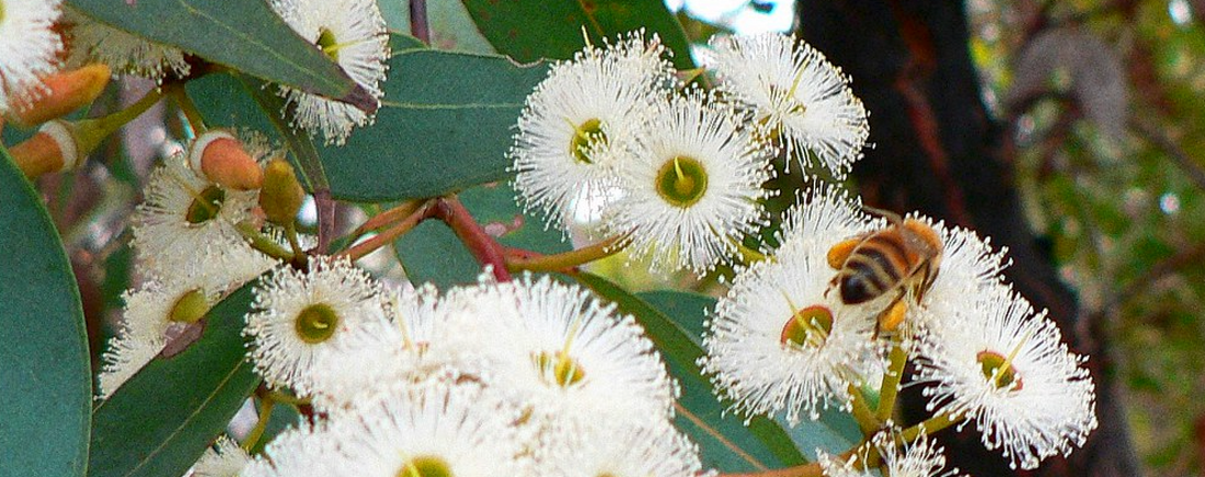 News articles: Jarrah Honey