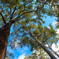 ACTIVE JARRAH HONEY TA35+